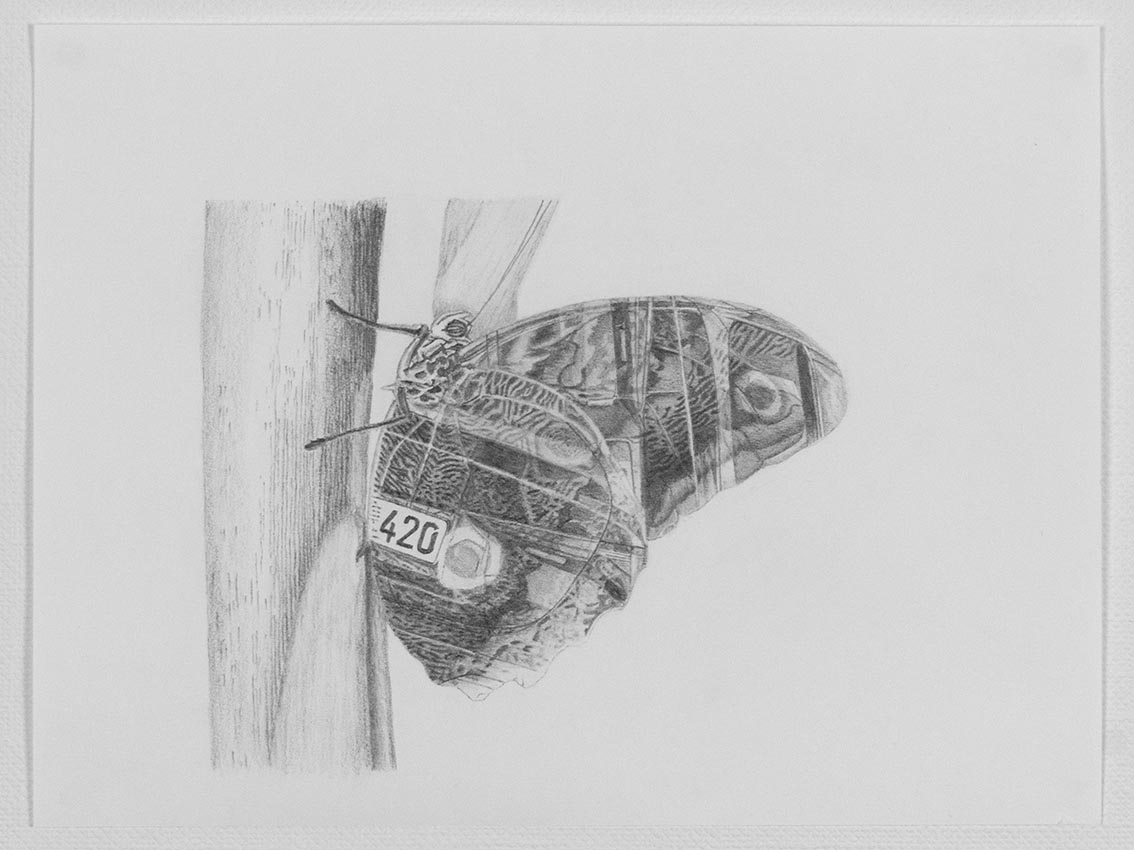 Owl butterfly x AC Schnitzer